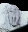 Flexicalymene Trilobite Pair From Ohio #30440-1